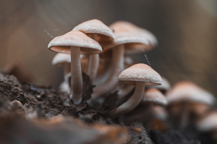 Mushrooms