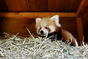 FRANCE-ANIMALS