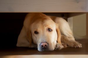 Tired, Yellow Labrador Retriever Laying On Floor