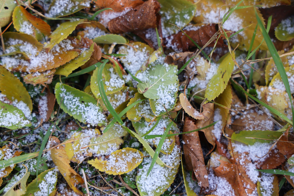 Snow Flurries In Toronto, Canada