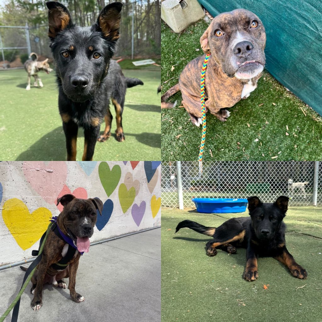 Cairo&Trey