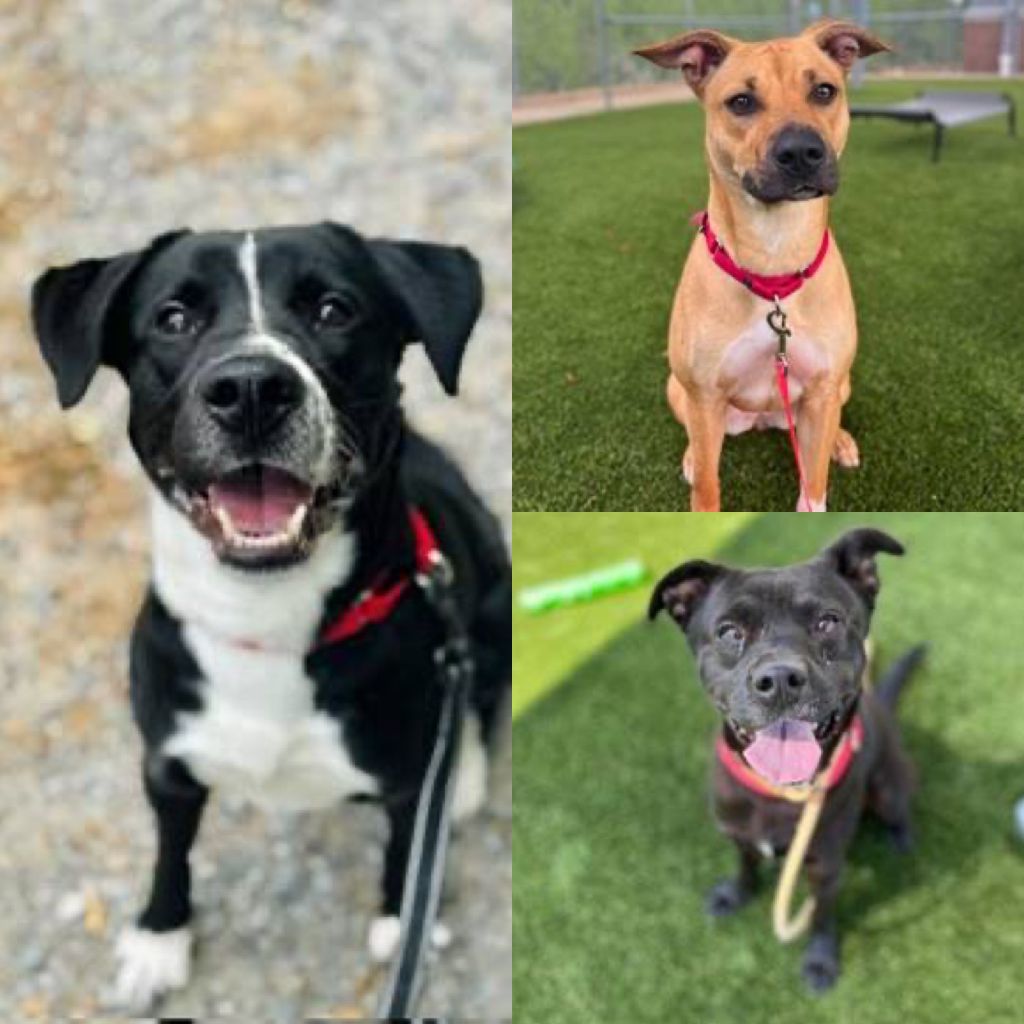 Oreo&Melody&Buddy