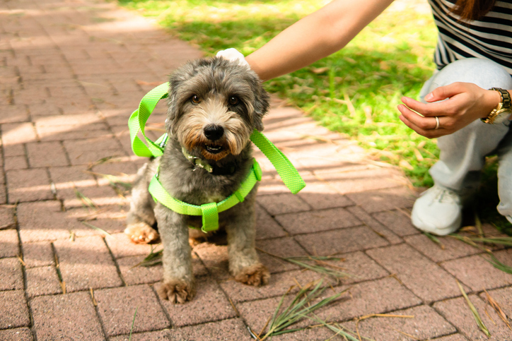 Woman petting her adorable terrier dog in the park