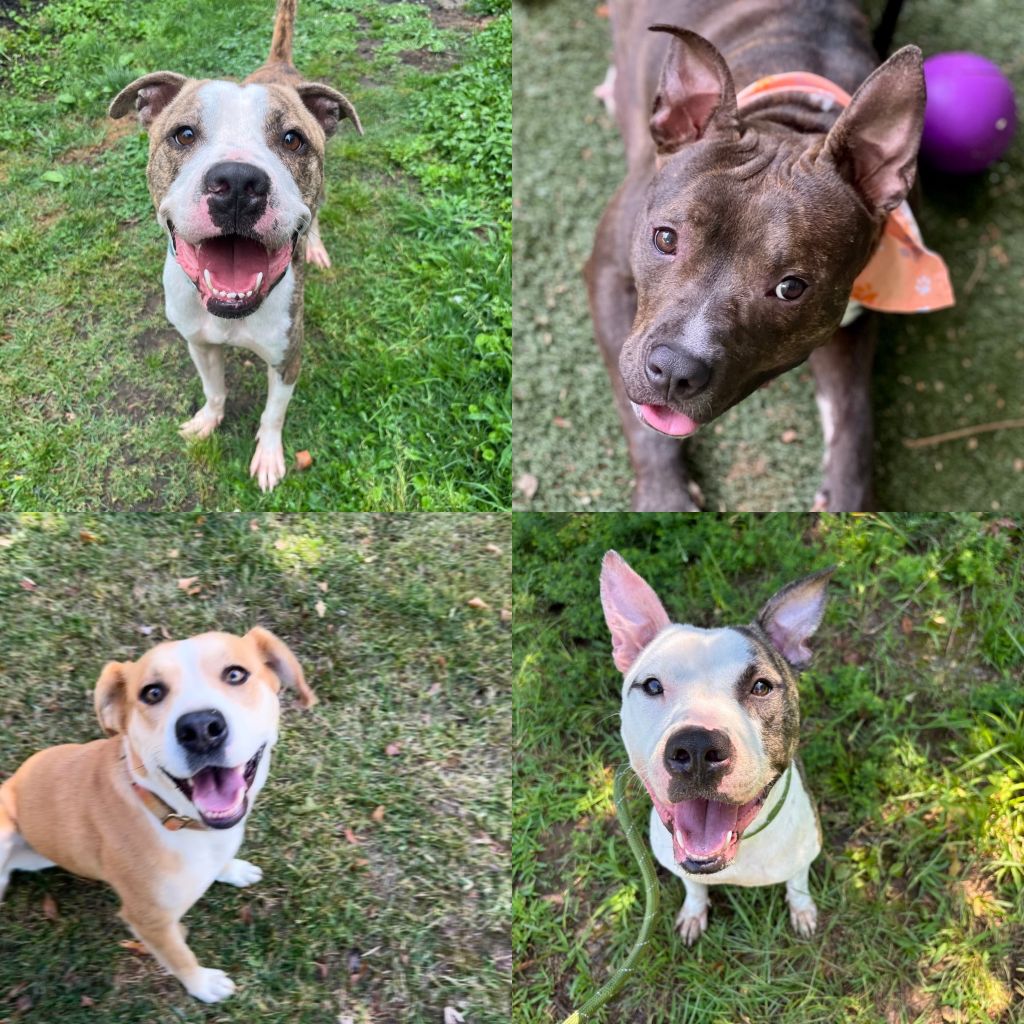 LouJunieBPumpkinAspen